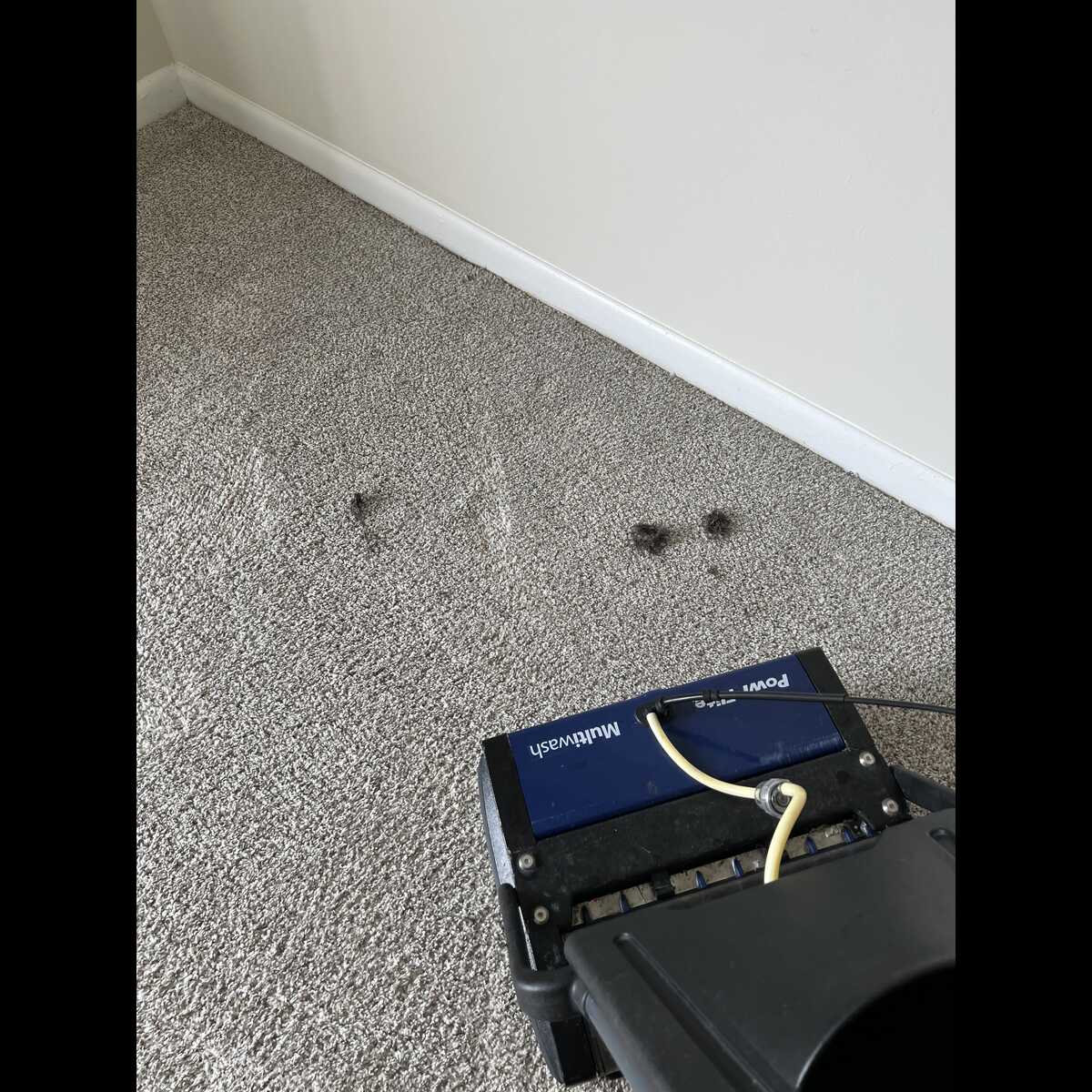 scrubbing carpet northborough ma