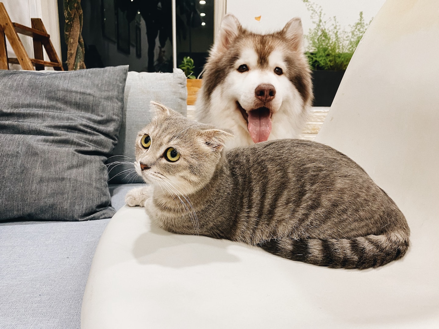 cat and dog sitting on a couch