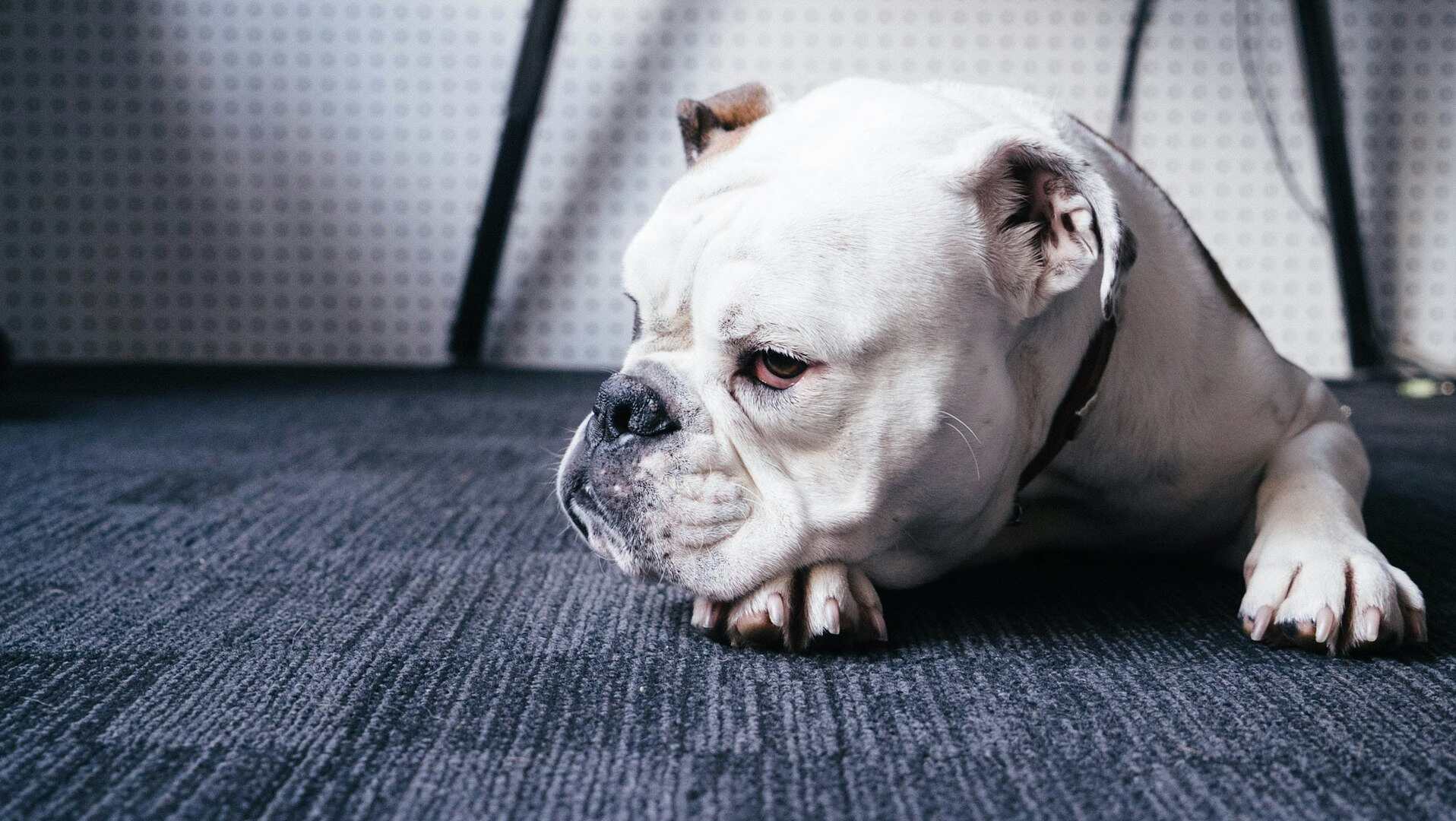 dog laying on a carpet