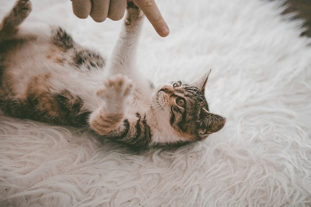 cat laying on a white rug