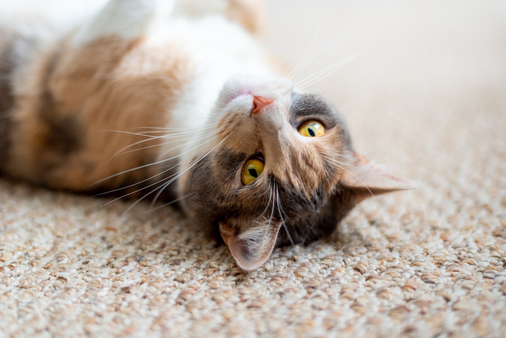 cat laying on carpet